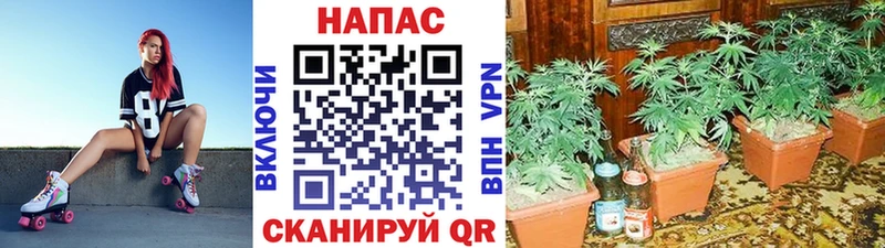 Купить  Абинск  Каннабис план 